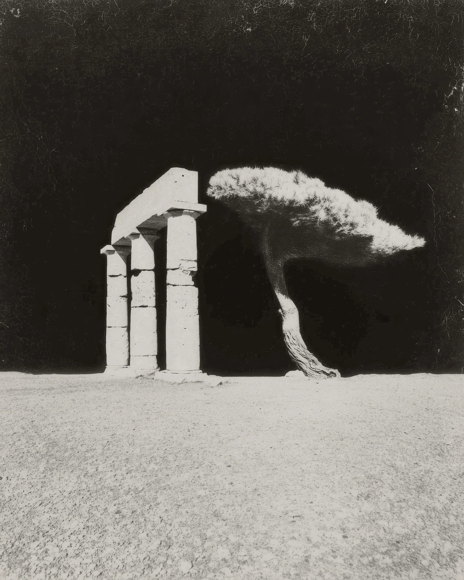 Stand Up Bravely | Marjoram Eau de Parfum